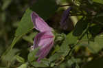 Virginia saltmarsh mallow